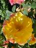 SOS Children's Rose rose photo