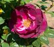 Heroes Rose rose photo