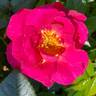 Shining Moment rose photo