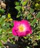 Pink Clouds rose photo