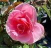 You're Beautiful rose photo