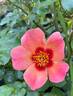 Ringo All-Star ™ rose photo