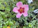 Ringo All-Star ™ rose photo