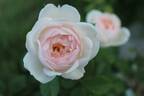 Desdemona rose photo