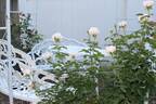 Desdemona rose photo