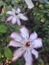 Picotee clematis photo