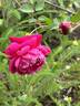 Cramoisi Supérieur rose photo