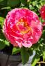 Posh Life rose photo