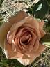 Koko Loco rose photo