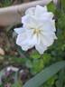 Opalia rose photo