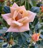 Apricot Twist ™ rose photo