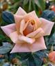 Apricot Twist ™ rose photo