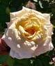 Jardins de Bagatelle® rose photo