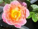 Fruity Petals rose photo