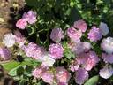 Pretty Polly Lavender™ rose photo