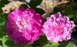 Le Pompon de Bourgogne rose photo