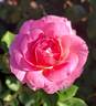 Posh Life rose photo