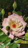 Pristine ® rose photo