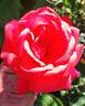 Typhoo Tea rose photo