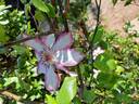 Picotee clematis photo