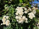Rosier de Banks à fleurs blanches rose photo