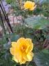 Lemon Fizz ® rose photo
