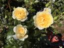 Quest for Zest rose photo