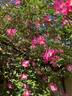 Pink Clouds rose photo