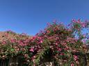 Pink Clouds rose photo