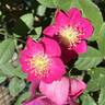 Pink Clouds rose photo