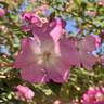 Pink Clouds rose photo