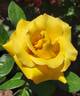 Keep Smiling rose photo