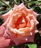 Emma May rose photo