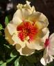 Bull's Eye rose photo