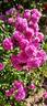 Sweet Chariot rose photo