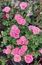 Posh Life rose photo