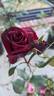 Black Baccara ™ rose photo