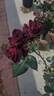 Black Baccara ™ rose photo
