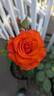Gingersnap rose photo