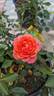 Disneyland Rose ® rose photo