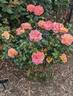 Day Breaker ™ rose photo