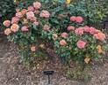 Day Breaker ™ rose photo