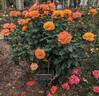 Good as Gold rose photo