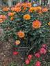 Good as Gold rose photo