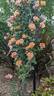 The Impressionist ™ rose photo