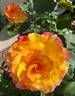 SOS Children's Rose rose photo
