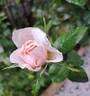 Pink Eureka rose photo