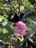 Blue Ribbon rose photo