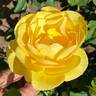 Graham Thomas rose photo
