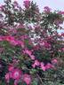 Pink Clouds rose photo